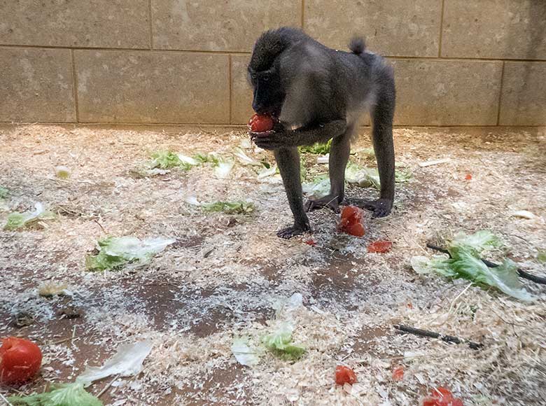 Drill-Weibchen TRACEUSE am 25. Oktober 2019 im Innengehege im Affen-Haus im Zoologischen Garten Wuppertal