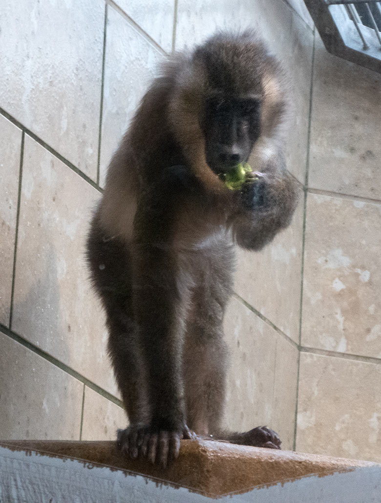 Neues Drill-Männchen am 20. November 2019 im Affen-Haus im Wuppertaler Zoo