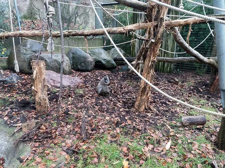 Neues Drill-Männchen RAUL am 26. November 2019 auf der Außenanlage am Affen-Haus im Grünen Zoo Wuppertal