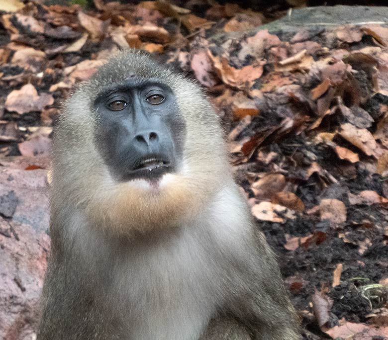 Drill-Männchen RAUL am 26. November 2019 im Außengehege am Affen-Haus im Wuppertaler Zoo