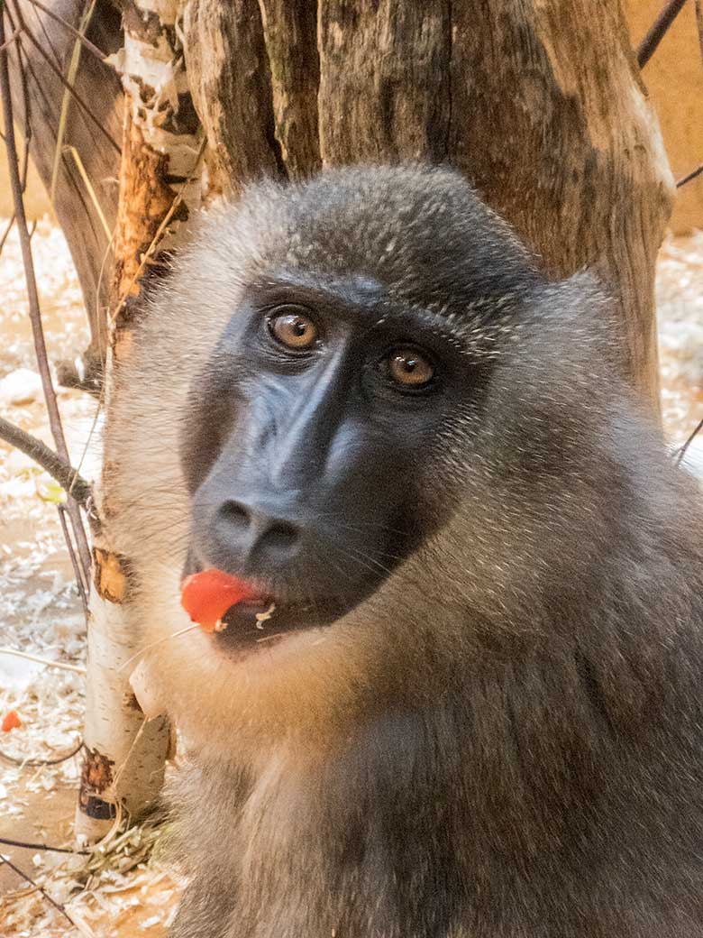 Drill-Männchen RAUL am 22. Dezember 2019 im Affen-Haus im Zoo Wuppertal