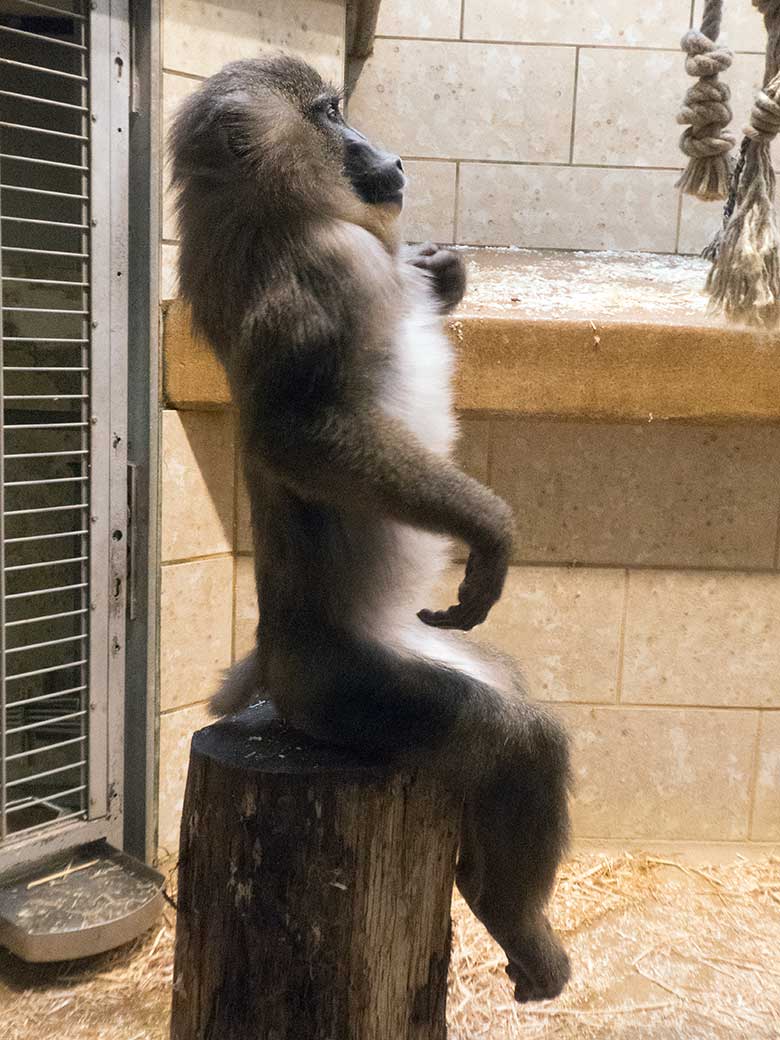 Drill-Männchen RAUL am 23. Dezember 2019 im Innengehege im Affen-Haus im Grünen Zoo Wuppertal