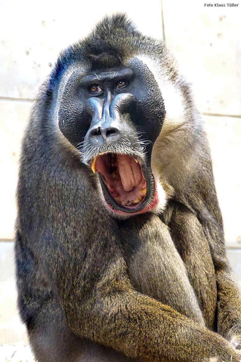 Drill-Männchen KANO am 22. Februar 2020 im Affen-Haus im Zoologischen Garten der Stadt Wuppertal (Foto Klaus Tüller)