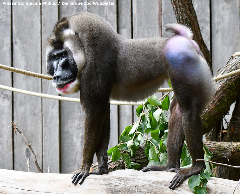 Drill-Männchen KANO auf der Außenanlage am Affen-Haus im Zoologischen Garten der Stadt Wuppertal (Pressefoto Claudia Philipp - Der Grüne Zoo Wuppertal)