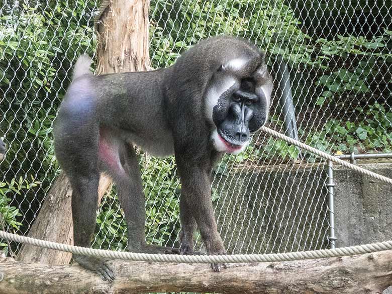 Älterer männlicher Drill KANO am 8. Juni 2020 auf der Außenanlage am Affen-Haus im Grünen Zoo Wuppertal