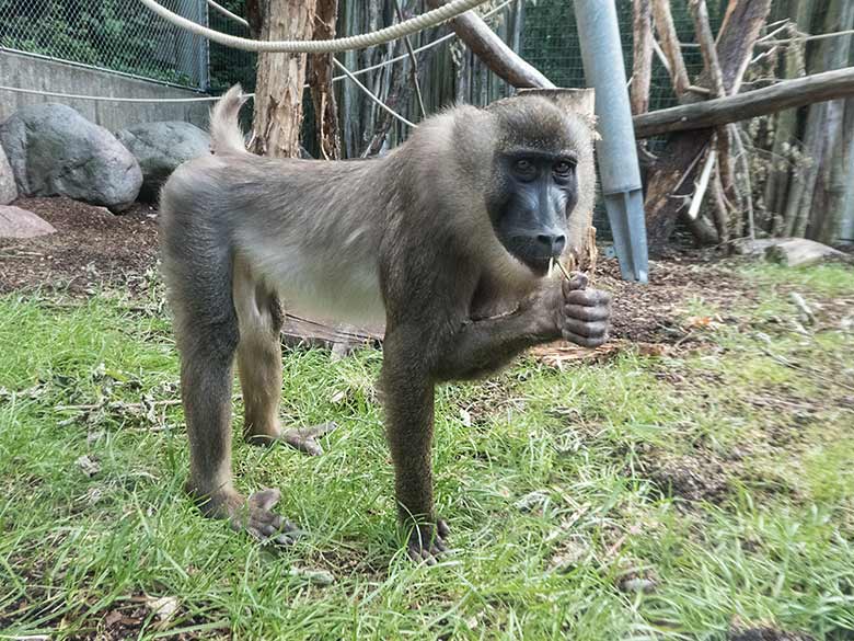 Jüngerer männlicher Drill RAUL am 8. Juni 2020 auf der Außenanlage am Affen-Haus im Wuppertaler Zoo