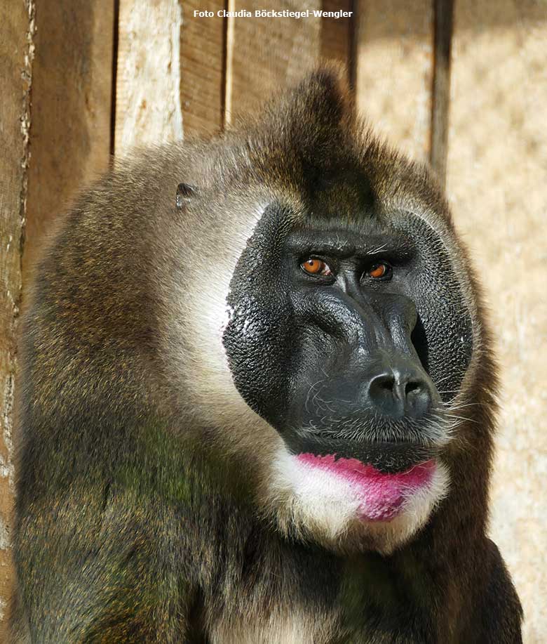 Männlicher Drill KANO am 31. Oktober 2020 auf der Außenanlage am Affen-Haus im Zoologischen Garten der Stadt Wuppertal (Foto Claudia Böckstiegel-Wengler)