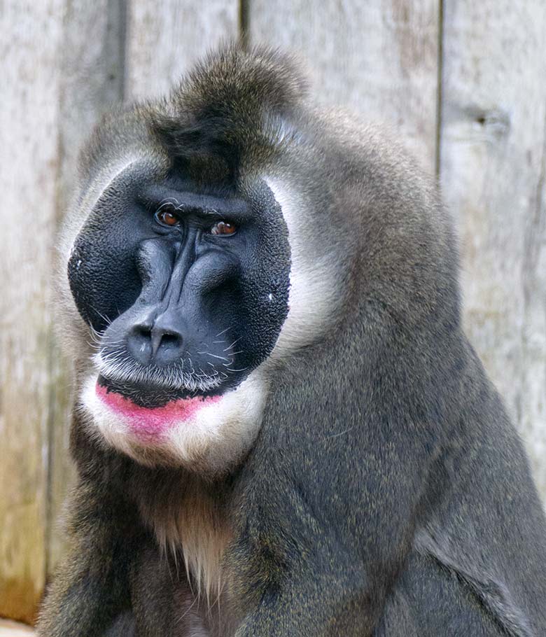 Männlicher Drill KANO am 24. März 2021 auf der Außenanlage am Affen-Haus im Wuppertaler Zoo