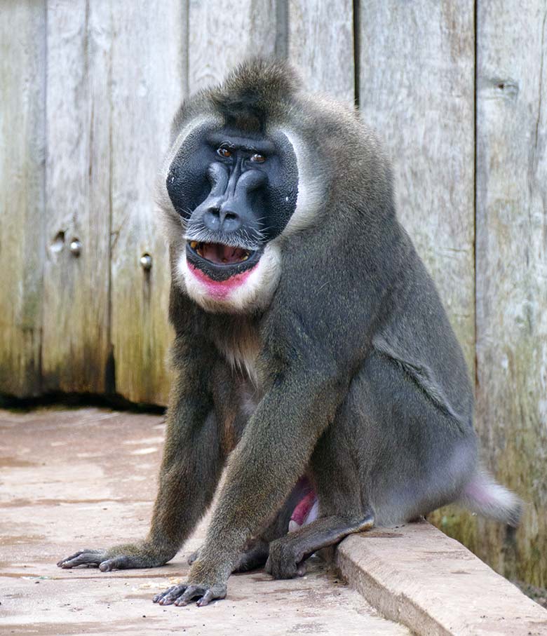 Männlicher Drill KANO am 24. März 2021 auf der Außenanlage am Affen-Haus im Grünen Zoo Wuppertal