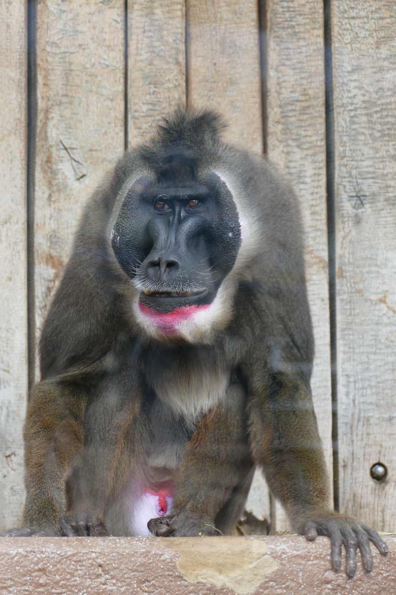 Männlicher Drill KANO am 26. März 2021 auf der Außenanlage am Affen-Haus im Grünen Zoo Wuppertal