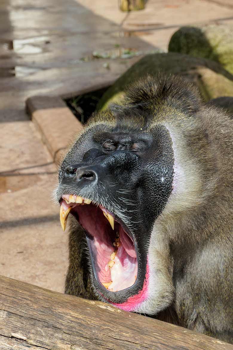 Männlicher Drill KANO am 1. April 2021 auf der Außenanlage am Affen-Haus im Zoo Wuppertal