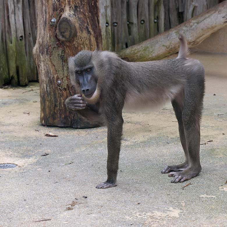 Männlicher Drill RAUL am 3. April 2021 auf der Außenanlage am Affen-Haus im Zoologischen Garten der Stadt Wuppertal