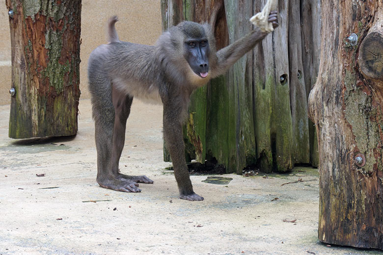 Männlicher Drill RAUL am 3. April 2021 auf der Außenanlage am Affen-Haus im Wuppertaler Zoo