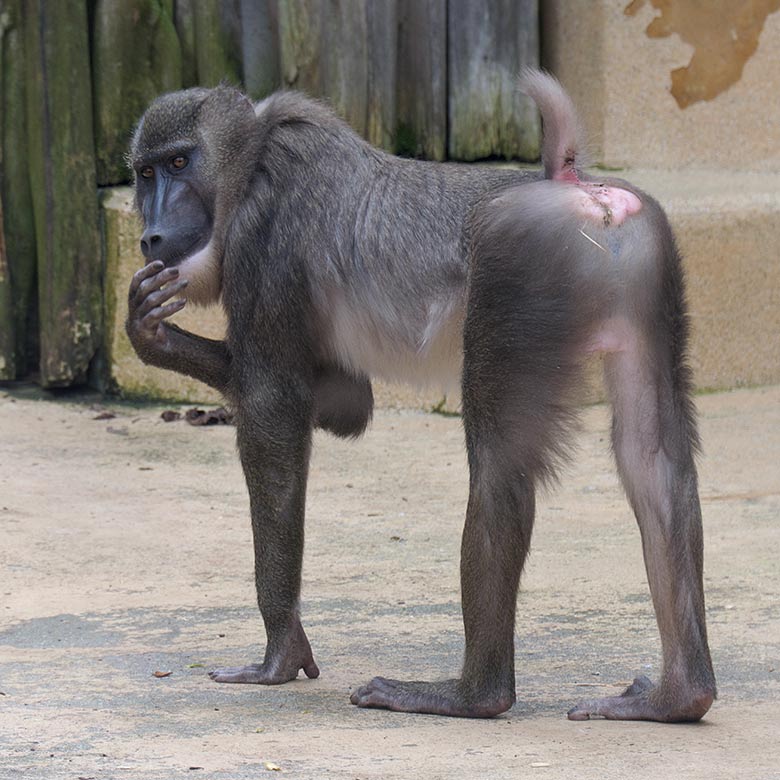 Männlicher Drill RAUL am 3. April 2021 auf der Außenanlage am Affen-Haus im Zoo Wuppertal