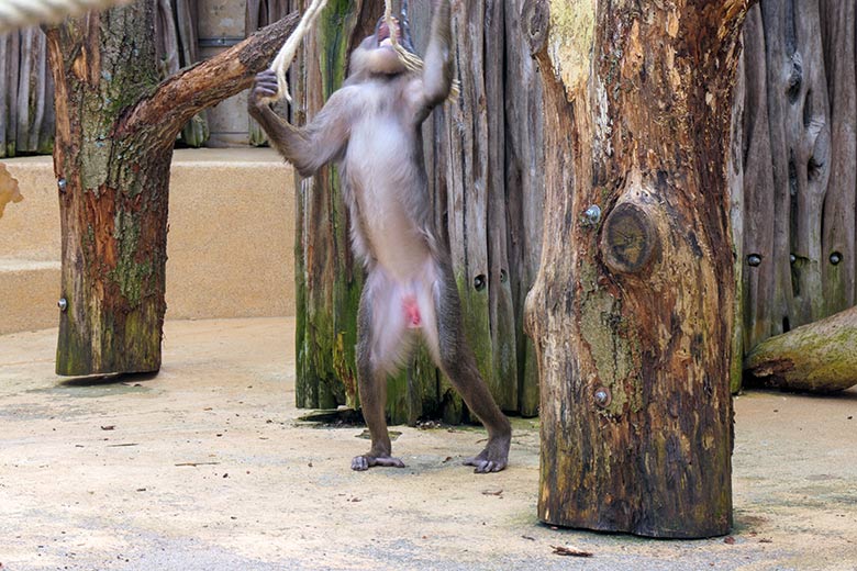 Männlicher Drill RAUL am 3. April 2021 auf der Außenanlage am Affen-Haus im Grünen Zoo Wuppertal