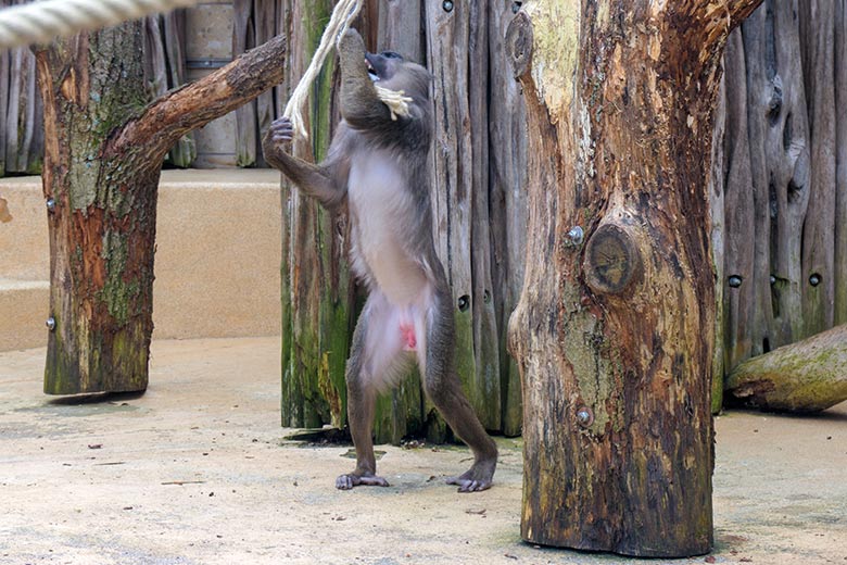 Männlicher Drill RAUL am 3. April 2021 auf der Außenanlage am Affen-Haus im Zoologischen Garten Wuppertal