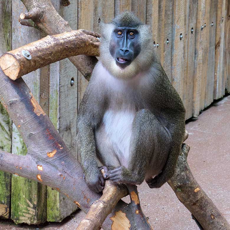 Weiblicher Drill mit Handicap am rechten Arm am 11. Juli 2021 auf der Außenanlage am Affen-Haus im Zoologischen Garten Wuppertal