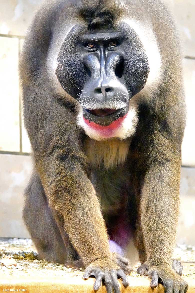 Männlicher Drill KANO am 26. Dezember 2021 im Affen-Haus im Zoologischen Garten der Stadt Wuppertal (Foto Klaus Tüller)