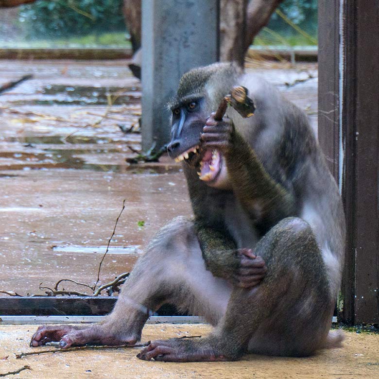 Männlicher Drill RAUL am 2. Februar 2022 auf der Außenanlage am Affen-Haus im Zoo Wuppertal