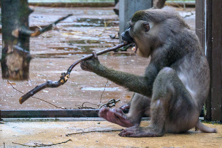 Männlicher Drill RAUL am 2. Februar 2022 auf der Außenanlage am Affen-Haus im Wuppertaler Zoo