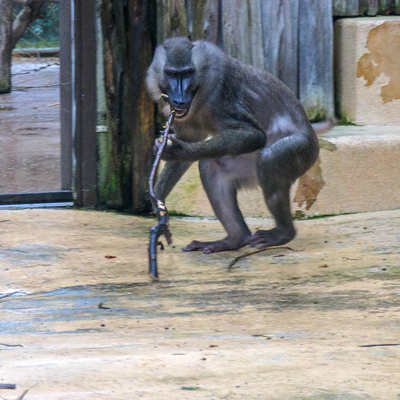 Männlicher Drill RAUL am 2. Februar 2022 auf der Außenanlage am Affen-Haus im Zoologischen Garten Wuppertal