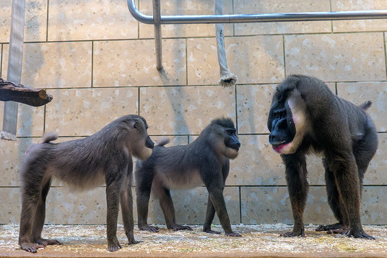 Zwei weibliche Drille mit dem männlichen Drill KANO am 12. Februar 2022 im Innengehege im Affen-Haus im Grünen Zoo Wuppertal