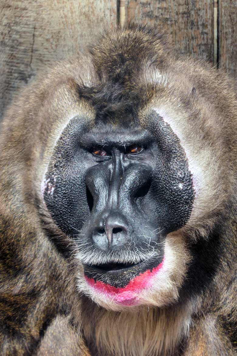 Männlicher Drill KANO am 4. März 2022 im Außengehege am Affen-Haus im Wuppertaler Zoo