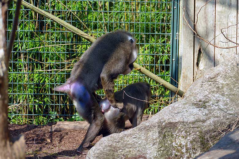 Männlicher Drill KANO beim Paarungs-Versuch mit einem weiblichen Drill am 28. März 2022 im Außengehege am Affen-Haus im Zoologischen Garten Wuppertal