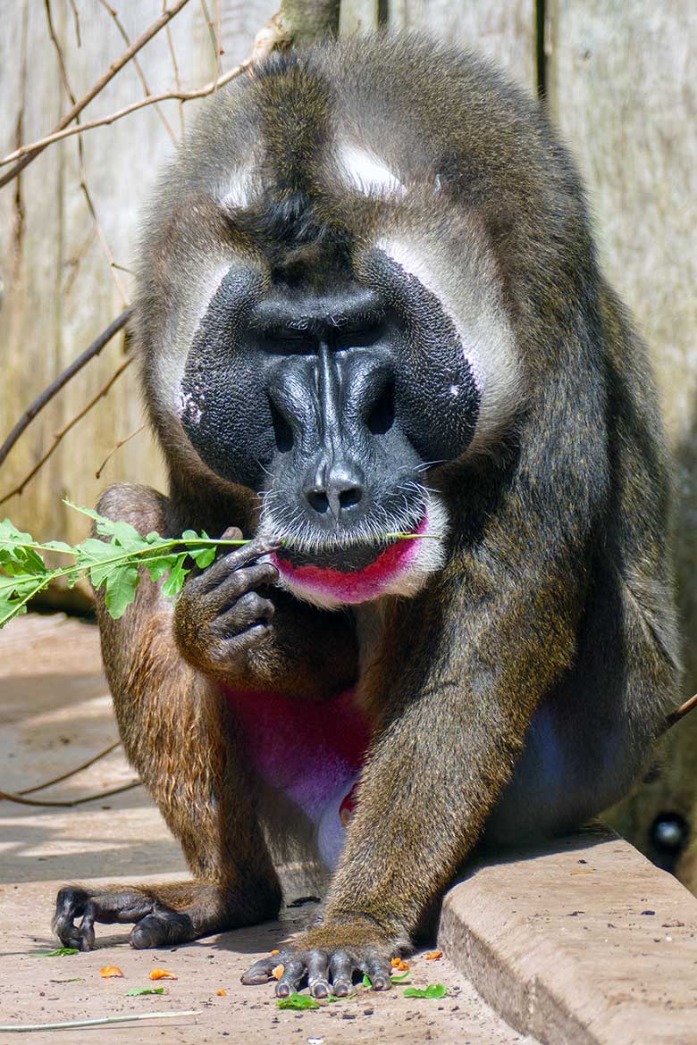 Männlicher Drill KANO am 13. Mai 2022 im Außengehege am Affen-Haus im Zoologischen Garten der Stadt Wuppertal