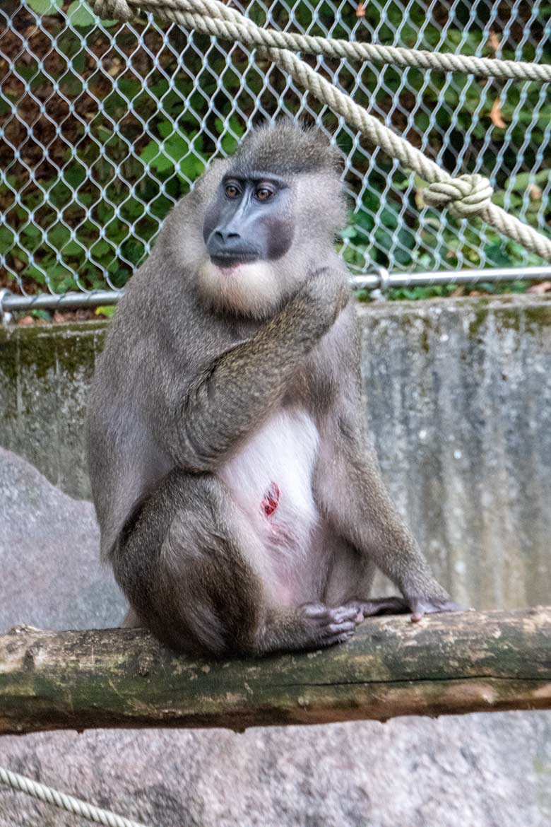 Verletzter weiblicher Drill UYO am 24. September 2022 im Aussengehege am Affen-Haus im Wuppertaler Zoo