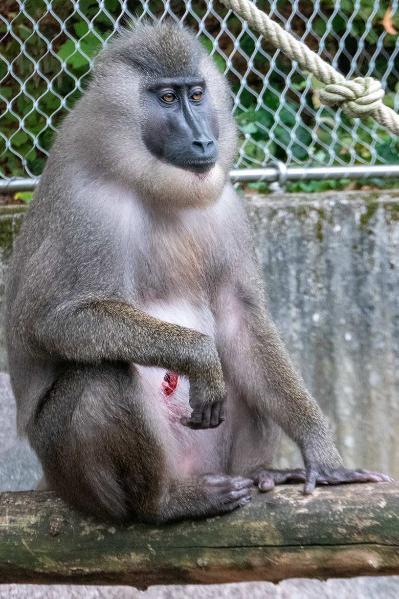 Verletzter weiblicher Drill UYO am 24. September 2022 im Aussengehege am Affen-Haus im Grünen Zoo Wuppertal