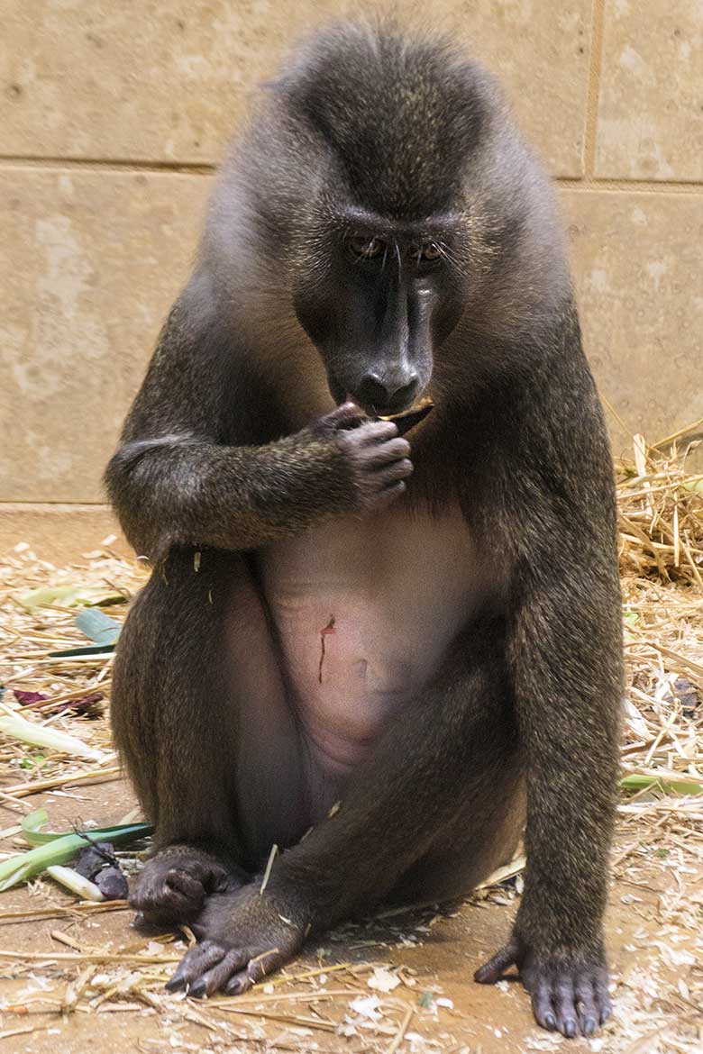 Verletzter weiblicher Drill UYO am 27. September 2022 im Innengehege im Affen-Haus im Grünen Zoo Wuppertal