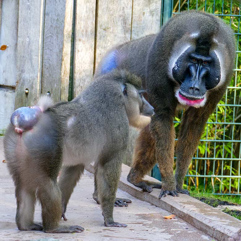 Weiblicher Drill UYO mit monatliche Brunftschwellung und männlicher Drill KANO am 26. Oktober 2022 auf der Außenanlage am Affen-Haus im Zoo Wuppertal