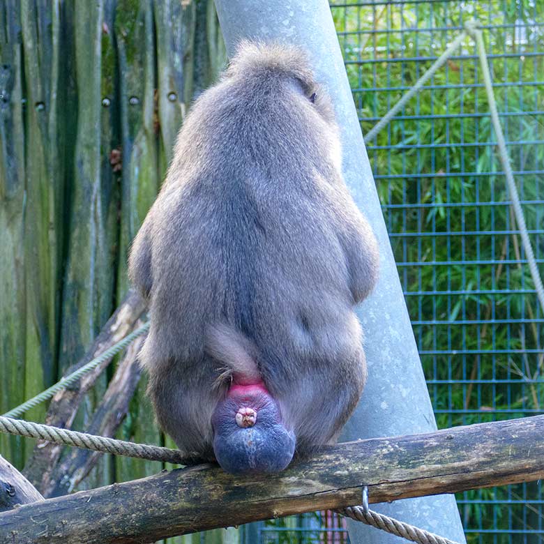 Weiblicher Drill UYO mit monatliche Brunftschwellung am 26. Oktober 2022 auf der Außenanlage am Affen-Haus im Zoologischen Garten Wuppertal