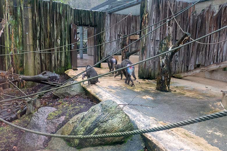 Weiblicher Drill TRACEUSE mit dem toten Drill-Jungtier am 13. Dezember 2023 auf der Drill-Außenanlage am Affen-Haus im Wuppertaler Zoo