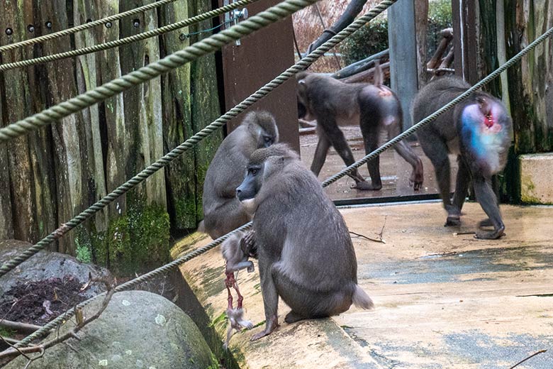 Weiblicher Drill mit dem toten Drill-Jungtier am 13. Dezember 2023 auf der Drill-Außenanlage am Affen-Haus im Zoo Wuppertal