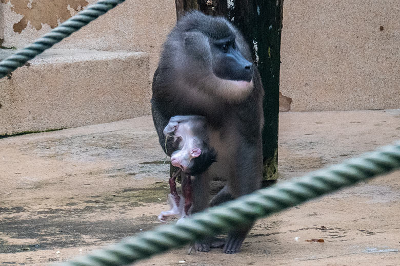 Weiblicher Drill TRACEUSE mit dem toten Drill-Jungtier am 13. Dezember 2023 auf der Drill-Außenanlage am Affen-Haus im Grünen Zoo Wuppertal