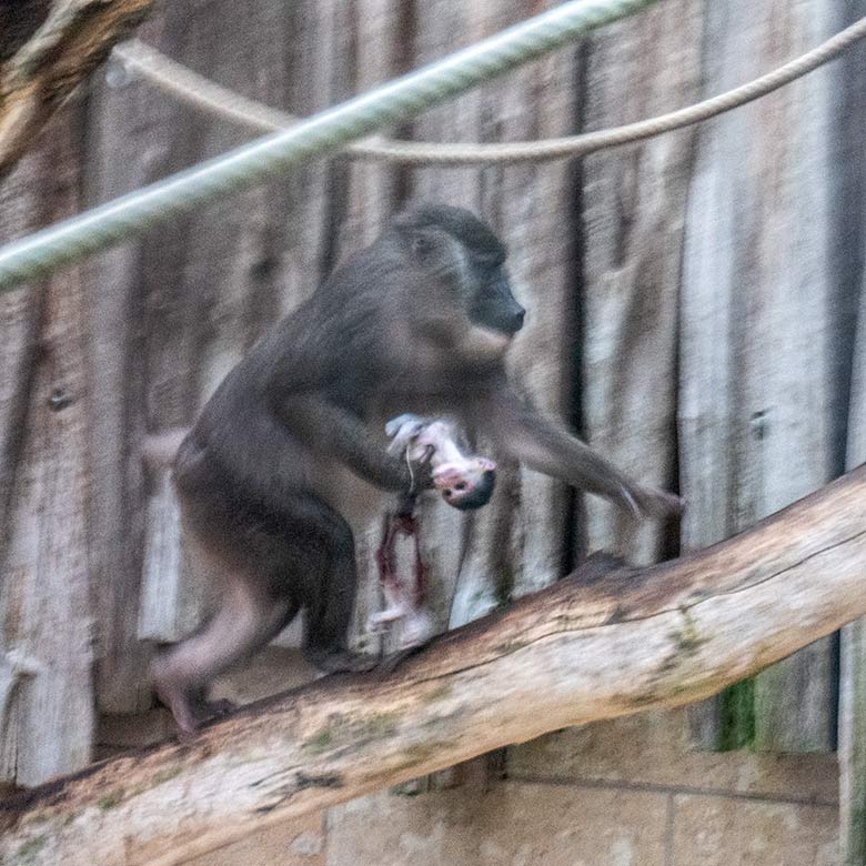 Weiblicher Drill TRACEUSE mit dem toten Drill-Jungtier am 13. Dezember 2023 auf der Drill-Außenanlage am Affen-Haus im Zoologischen Garten Wuppertal