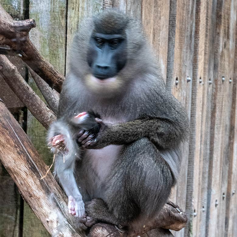 Weiblicher Drill TRACEUSE mit dem toten Drill-Jungtier am 14. Dezember 2023 auf der Drill-Außenanlage am Affen-Haus im Grünen Zoo Wuppertal