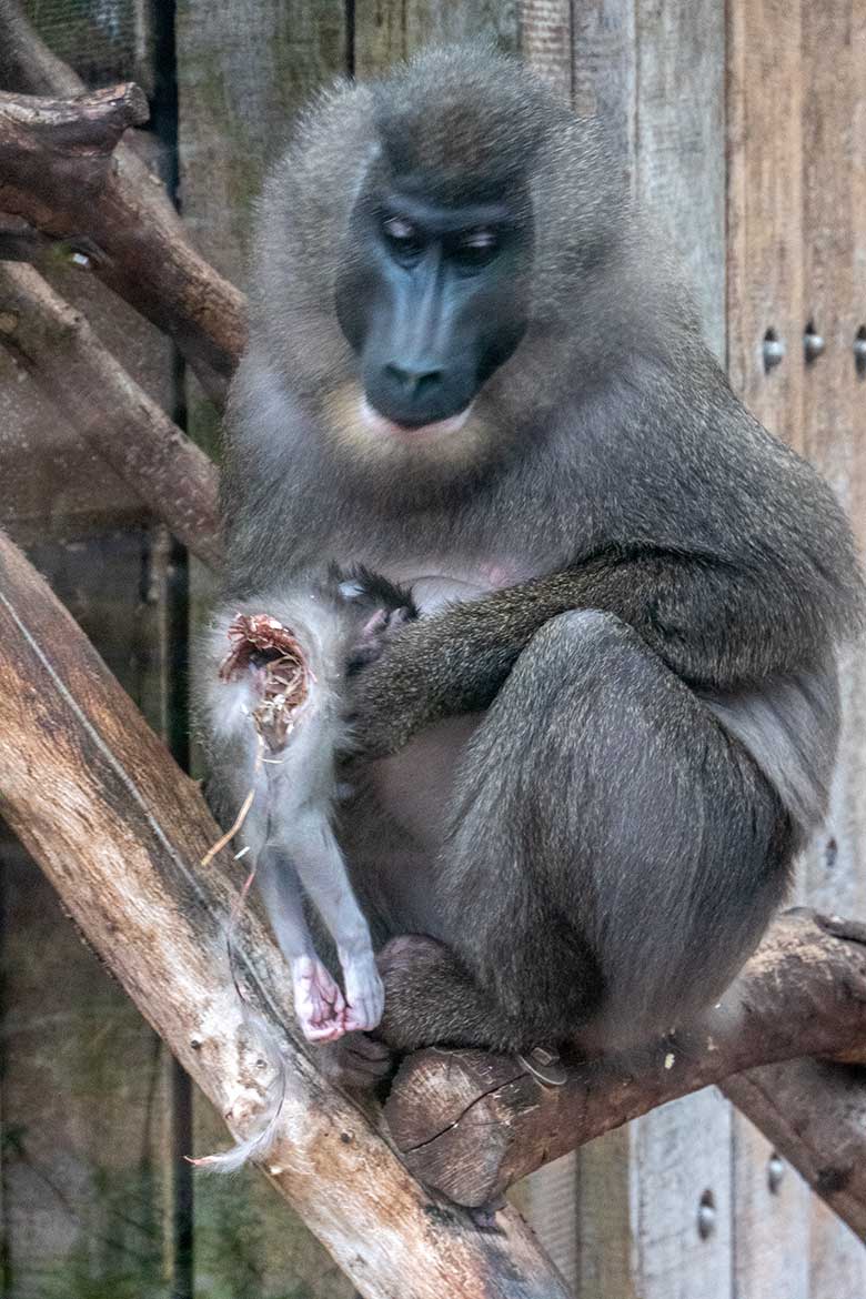 Weibliche Drills UYO und TRACEUSE mit dem toten Drill-Jungtier am 14. Dezember 2023 auf der Drill-Außenanlage am Affen-Haus im Zoo Wuppertal