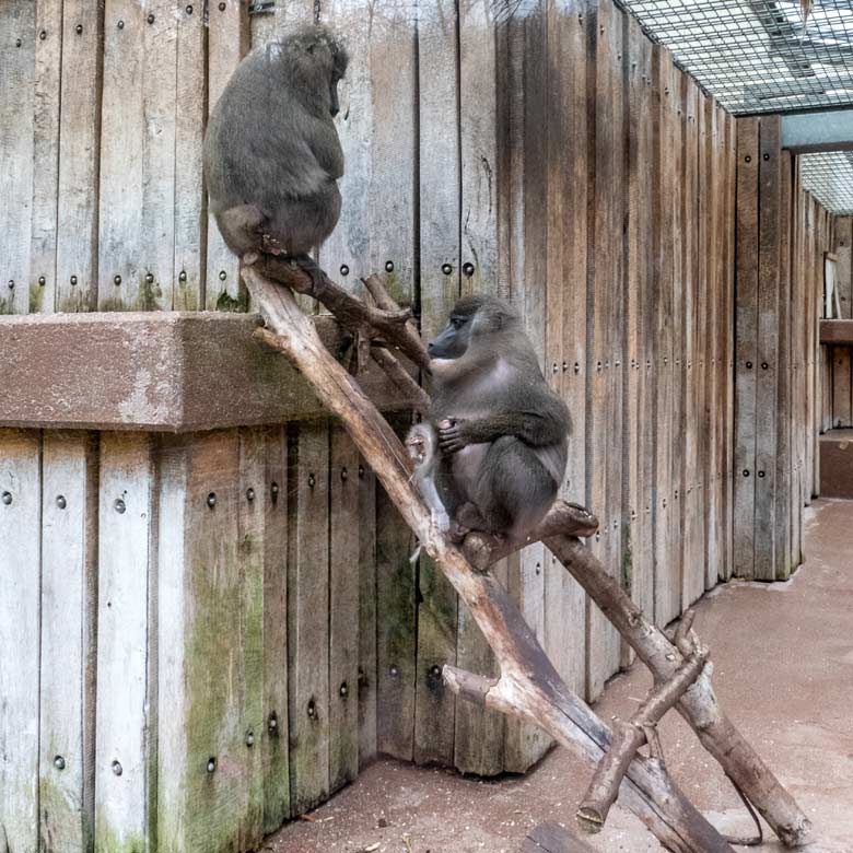 Weiblicher Drill TRACEUSE mit dem toten Drill-Jungtier am 14. Dezember 2023 auf der Drill-Außenanlage am Affen-Haus im Wuppertaler Zoo