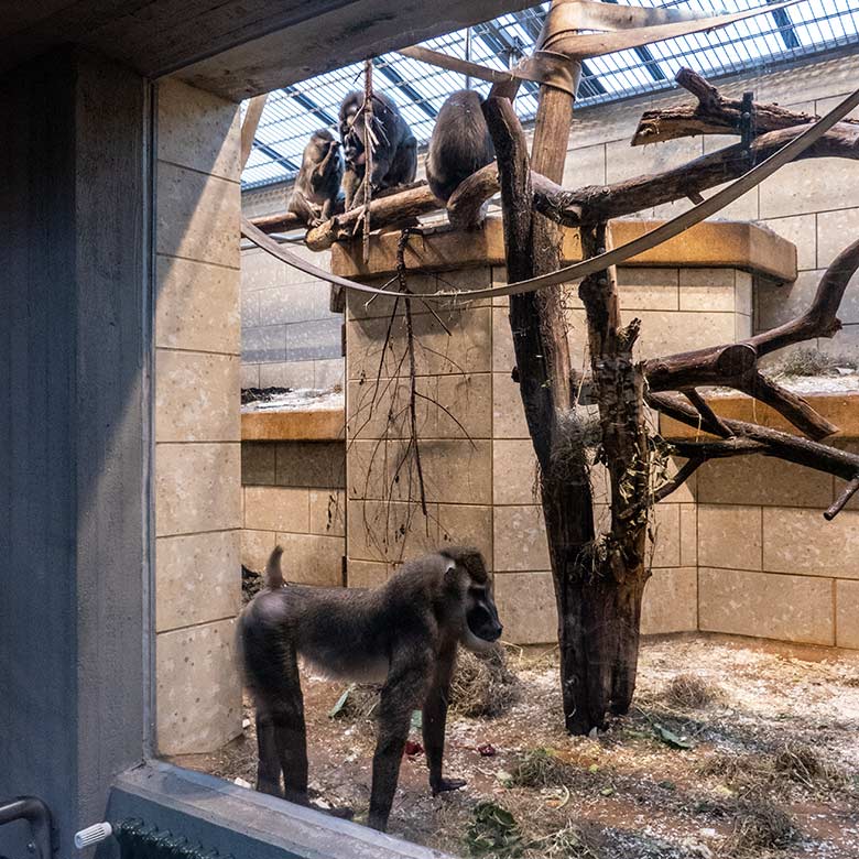 Die vier Wuppertaler Drills am 15. Dezember 2023 im Innengehege im Affen-Haus im Grünen Zoo Wuppertal