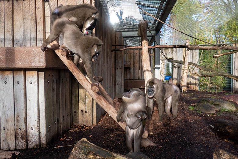 Weiblicher Drill UYO, männlicher Drill KANO, weiblicher Drill TRACEUSE mit Jungtier KITO und männlicher Drill RAUL am 26. November 2024 auf der Außenanlage am Affen-Haus im Zoologischen Garten der Stadt Wuppertal