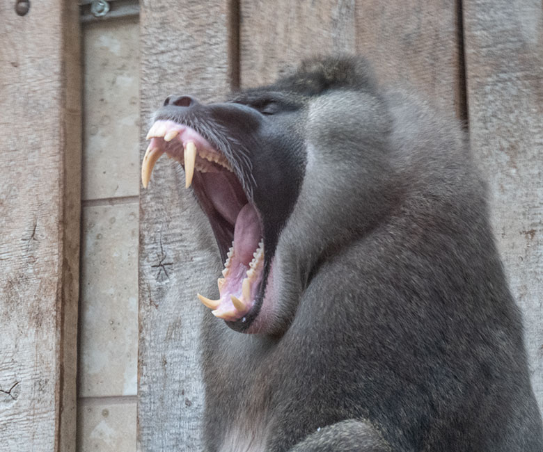 Männlicher Drill RAUL am 28. Januar 2025 auf der Außenanlage am Affen-Haus im Wuppertaler Zoo