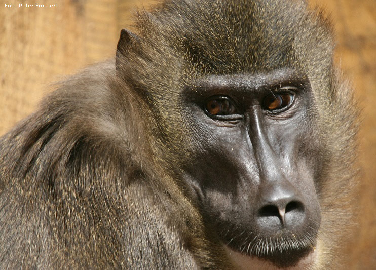 Drill im Wuppertaler Zoo (Foto Peter Emmert)