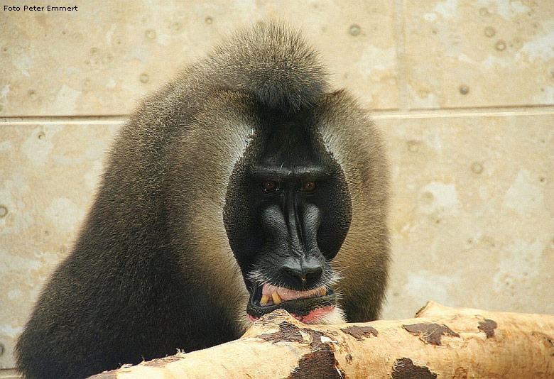 Drill im Zoo Wuppertal (Foto Peter Emmert)