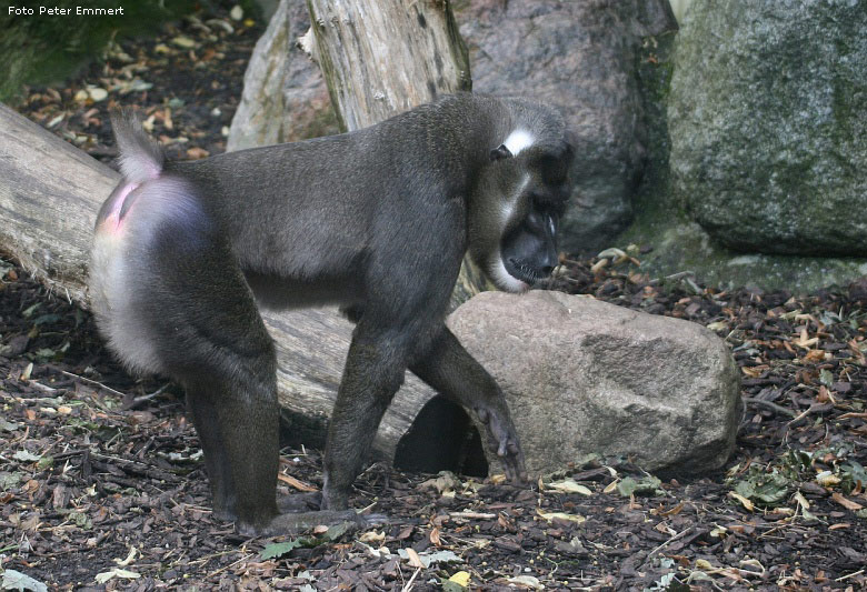 Drill im Zoologischen Garten Wuppertal (Foto Peter Emmert)