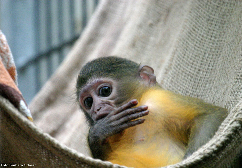 Junge Goldbauchmangabe im Zoo Wuppertal 2007 (Foto Barbara Scheer)