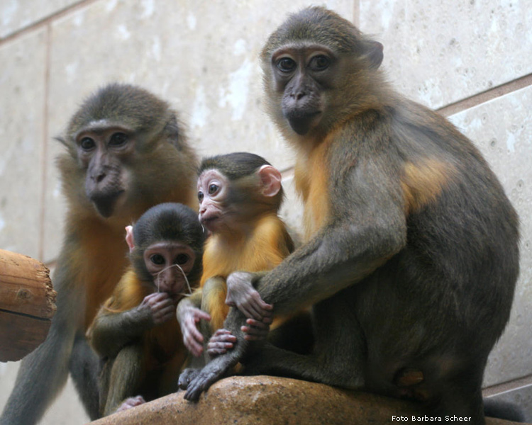 Goldbauchmangaben im Zoologischen Garten Wuppertal 2007 (Foto Barbara Scheer)