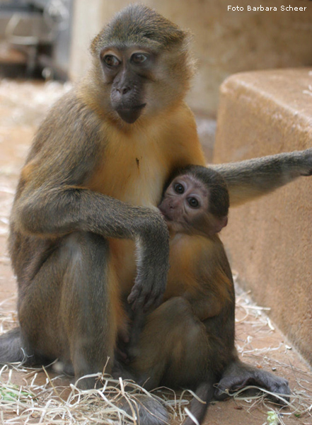 Goldbauchmangaben im Wuppertaler Zoo 2007 (Foto Barbara Scheer)